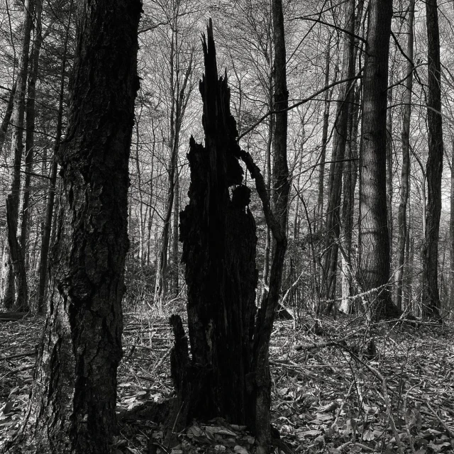 Black and white forest scene with a burned tree stump as a dominant focal point, surrounded by trees and fallen leaves on the ground.