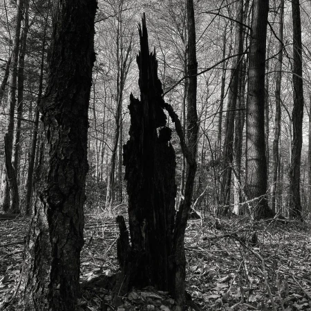 Black and white forest scene with a burned tree stump as a dominant focal point, surrounded by trees and fallen leaves on the ground.