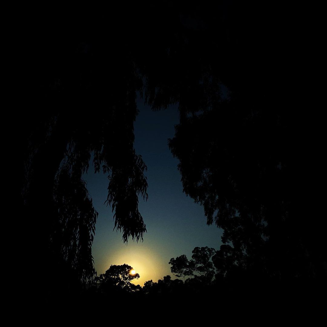 Atmospheric dusk landscape features a dark silhouette of trees with a small, distant sun peeking through the branches.