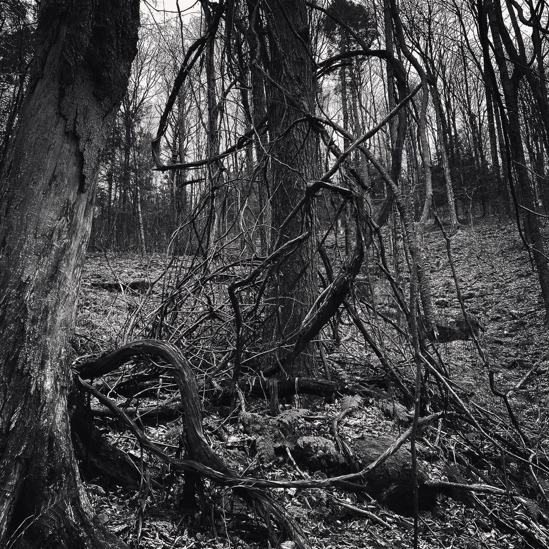Black and white image of a forest featuring trees and vines, creating a dense, natural scene. The composition captures woodland details.