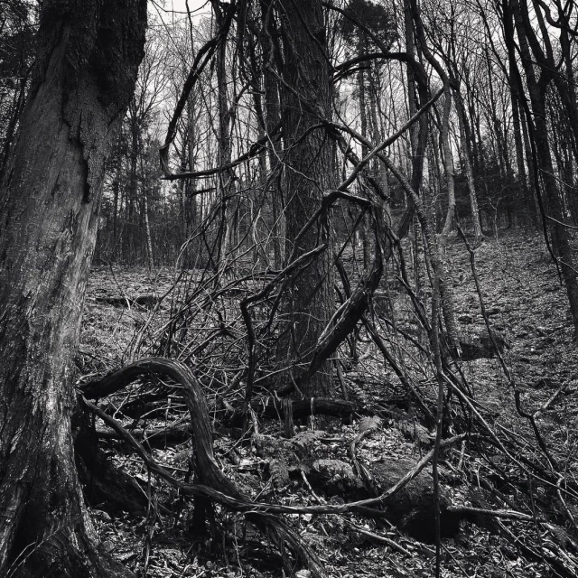 Black and white image of a forest featuring trees and vines, creating a dense, natural scene. The composition captures woodland details.