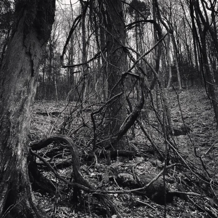 Black and white image of a forest featuring trees and vines, creating a dense, natural scene. The composition captures woodland details.