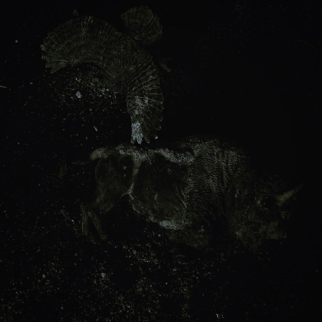 Monochrome image of two turkeys in a dark setting, their plumage detailed with a textured, feathered appearance, creating a stark, artistic look.