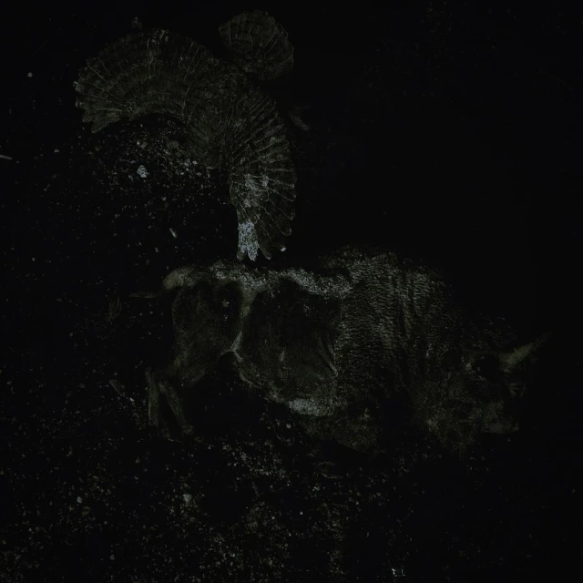 Monochrome image of two turkeys in a dark setting, their plumage detailed with a textured, feathered appearance, creating a stark, artistic look.