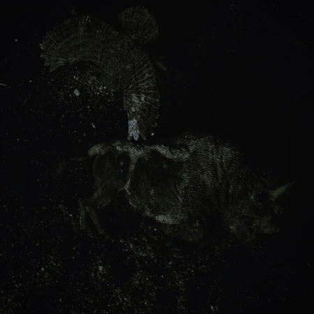 Monochrome image of two turkeys in a dark setting, their plumage detailed with a textured, feathered appearance, creating a stark, artistic look.