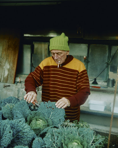 Elderly man with a green hat, wearing a striped sweater and smoking, pruning cabbage in an indoor garden with natural light.