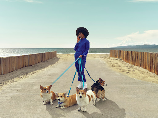Woman in blue tracksuit with afro walks four Corgi dogs on beach with blue leashes against blue ocean, dunes and cloudy sky background.