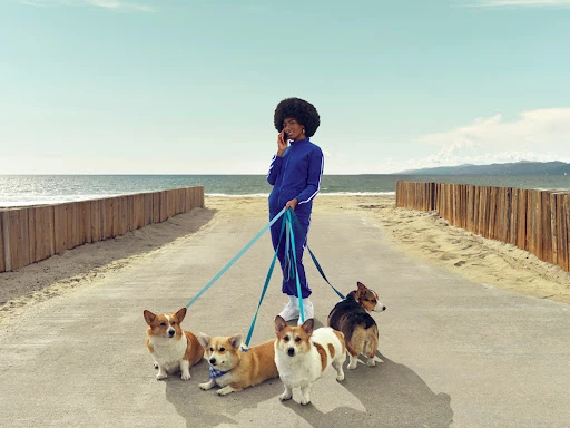 Woman in blue tracksuit with afro walks four Corgi dogs on beach with blue leashes against blue ocean, dunes and cloudy sky background.