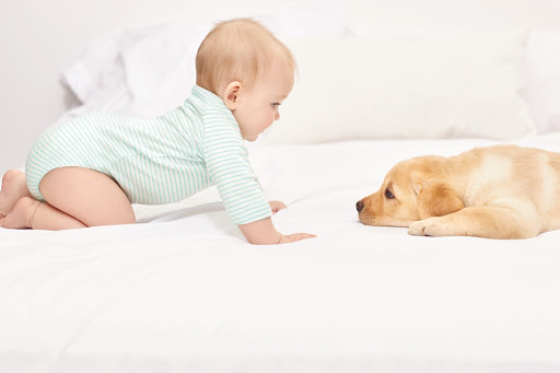 Infant in light-green striped bodysuit crawls toward a light-tan Labrador puppy laying on a white bed in a brightly lit room.