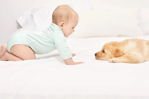 Infant in light-green striped bodysuit crawls toward a light-tan Labrador puppy laying on a white bed in a brightly lit room.