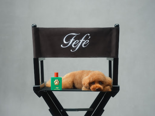 A brown toy poodle dog rests on a black director's chair in front of a green bottle against a grey background in a studio setting.