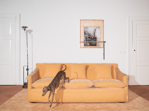 Italian Greyhound leaps from apricot velvet sofa in bright interior. Artwork hangs on wall above, coordinating apricot rug below.