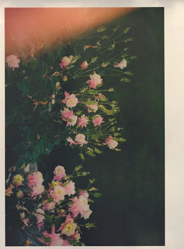 Floral display features delicate pink roses with green foliage, set against a dark background with diffused lighting for a dreamy effect.