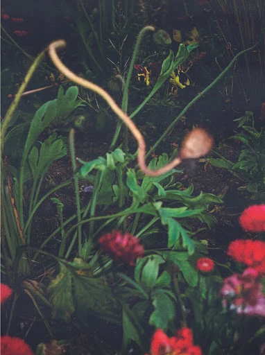 Close-up of garden flowers and plants with green foliage and vibrant red blossoms, set in a garden environment.