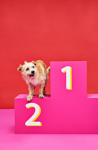 A tan terrier dog with its tongue hanging out stands on a pink winner's podium with a red background in a brightly lit studio shot.