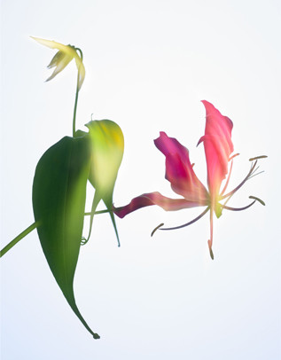 Botanical close-up features pink and yellow glory lilies in full bloom against a bright white backdrop, emphasizing vibrant colors.