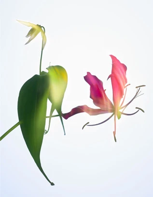 Botanical close-up features pink and yellow glory lilies in full bloom against a bright white backdrop, emphasizing vibrant colors.