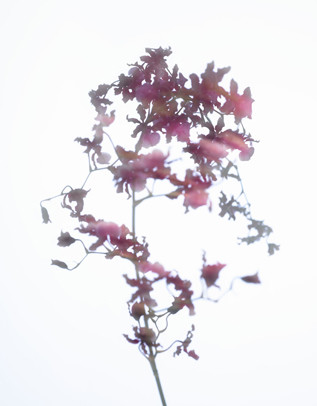 Close-up shot of a delicate pink orchid with intricate details, set against a bright white background highlighting its floral beauty.
