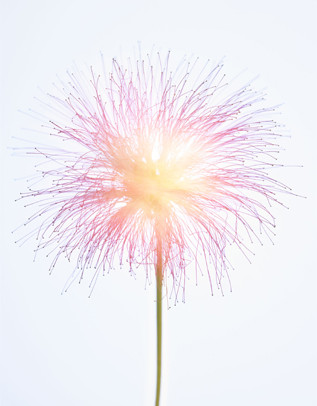 Close-up of a delicate pink mimosa flower with a prominent stamen on a slender green stem, set against a bright white background.