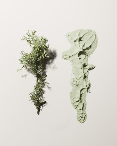 Botanical still life featuring a branch of lichen alongside a swipe of pale green beauty cream on a soft cream background.