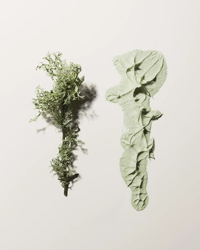 Botanical still life featuring a branch of lichen alongside a swipe of pale green beauty cream on a soft cream background.