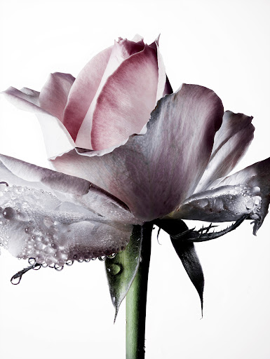 Close-up of a pink and white rose covered in dew drops against a bright white background