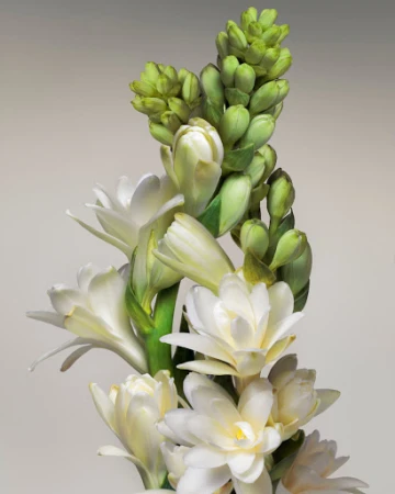 Close-up of a white tuberose flower stalk with opening blooms and green buds against a neutral gradient background.