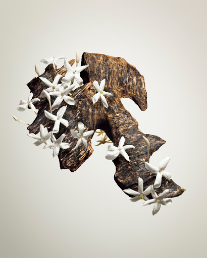 Striking still life of a dark wood fragment adorned with white flowers against a light beige backdrop, showcasing textures and neutral hues.