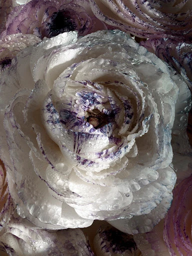 Close-up of a white and purple ranunculus flower with water droplets on its petals, showcasing its intricate, spiral-shaped form.