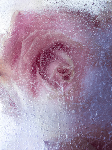 Close-up studio shot of a pink rose encased in ice with many small bubbles, showcasing texture, color, and floral detail.
