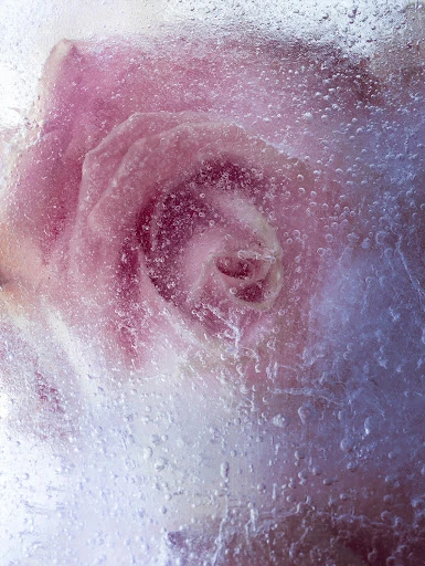 Close-up studio shot of a pink rose encased in ice with many small bubbles, showcasing texture, color, and floral detail.