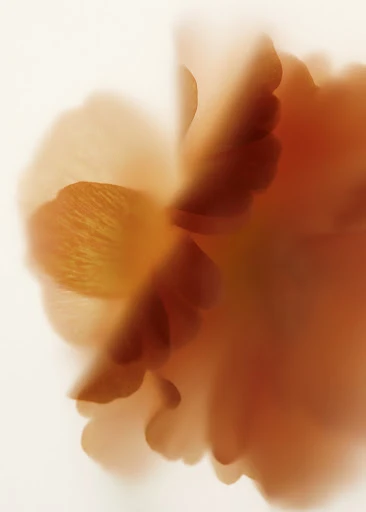 Abstract macro photography of a golden-hued flower against a soft white backdrop, showcasing delicate petal textures and diffused light.