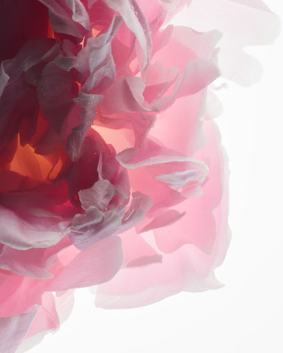 Close-up photo of a pink peony flower with water droplets on its petals against a bright white background with subtle orange highlights.
