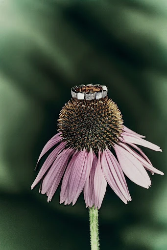 Close-up of silver ring on purple coneflower with green foliage backdrop, highlighted by soft, natural lighting, showcasing jewelry details.
