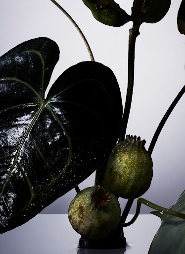 Close-up studio shot of an anthurium leaf and two poppy seed pods with stems against a gradient white to grey background.