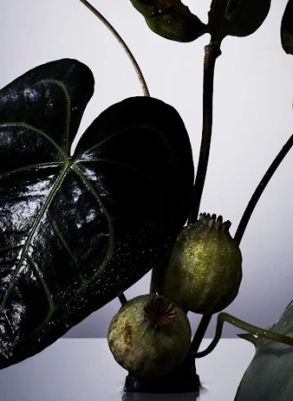 Close-up studio shot of an anthurium leaf and two poppy seed pods with stems against a gradient white to grey background.