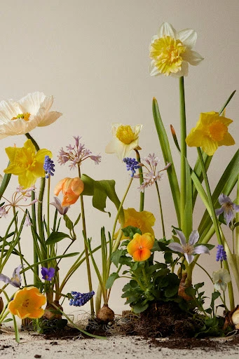 Eye-level studio shot showcases vibrant spring flowers, including daffodils, tulips, hyacinths, and poppies, arranged with soil in a display.