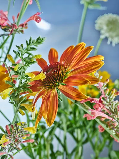 Close-up floral arrangement of orange coneflower, pink salvia, yellow bidens with greenery against a soft blue background in a studio.