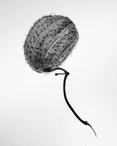Monochromatic image of a spiky fruit with a stem on a white background, showing a black and white colour palette with minimalist appeal.