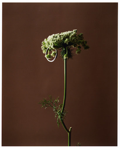 Queen Anne's Lace with a silver ring on a stem, presented against a solid brown backdrop. Studio-lit wildflower with jewelry.