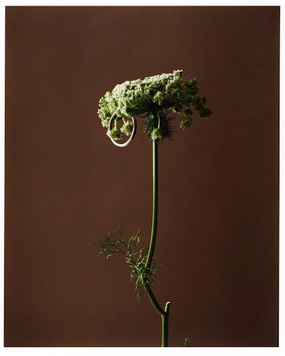 Queen Anne's Lace with a silver ring on a stem, presented against a solid brown backdrop. Studio-lit wildflower with jewelry.