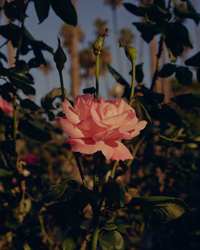 Close-up of a vibrant pink rose in a garden setting, with dark green leaves and unfurling buds against a backdrop of palm trees.