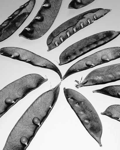 Black and white overhead shot of opened pea pods with seeds inside, arranged to form a star shape on a light, neutral backdrop.