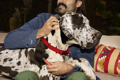 Person and a Harlequin Great Dane dog sitting indoors on a couch with a patterned pillow. Dog is wearing a red collar.