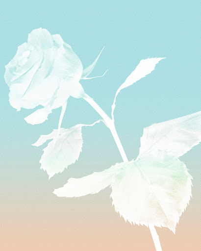 Pale rose blossom with a long stem and soft green leaves, set against a gradient background of light blue and light peach.
