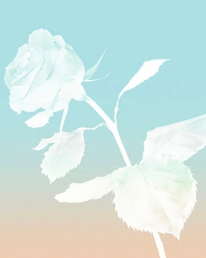 Pale rose blossom with a long stem and soft green leaves, set against a gradient background of light blue and light peach.