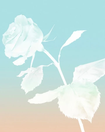 Pale rose blossom with a long stem and soft green leaves, set against a gradient background of light blue and light peach.