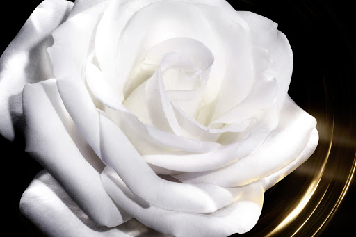 Close-up photo of a white rose with curled petals, presented against a dark backdrop, enhanced by the glow of curved gold lines.