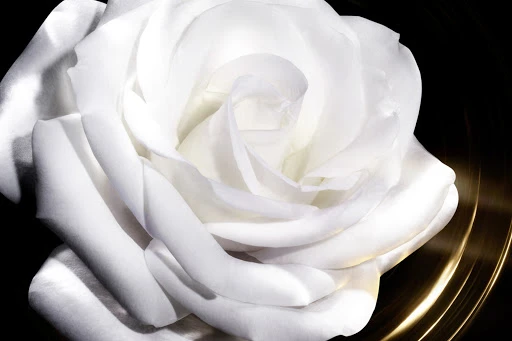 Close-up photo of a white rose with curled petals, presented against a dark backdrop, enhanced by the glow of curved gold lines.