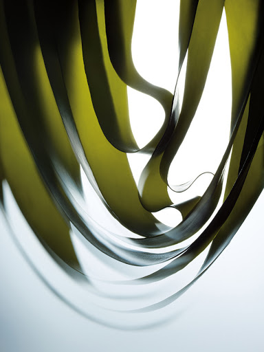 Abstract image featuring translucent ribbons of greenish-brown kelp suspended against a gradient background, creating a flowing organic pattern.